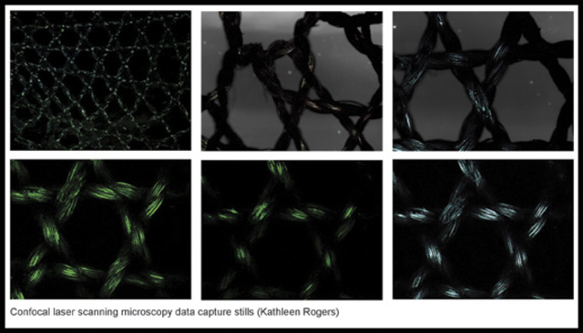 Black Lace, visual research, florescent proteins