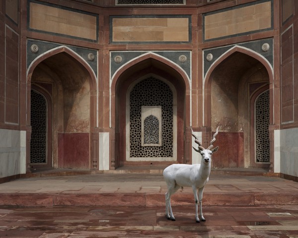 The Witness, Humayun's Tomb, Delhi