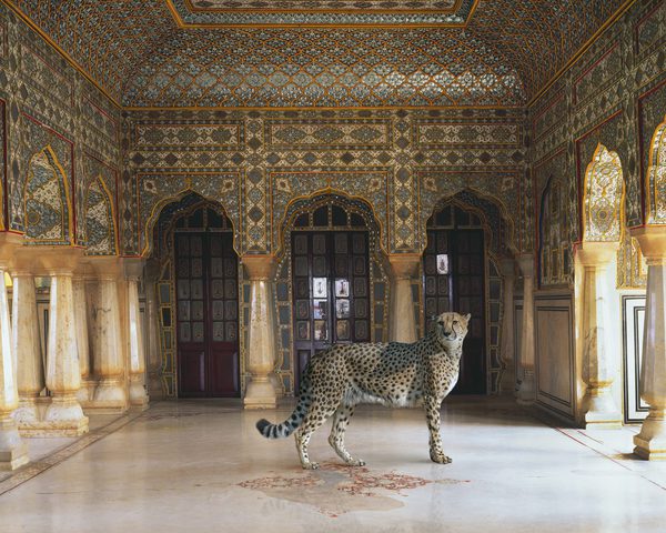 The Return of the Hunter, Chandra Mahal, Jaipur Palace, Jaipur