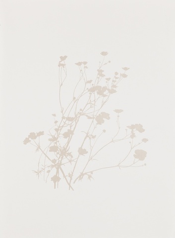 Buttercup - Ranunculus repens: Dust A20(M), 2012