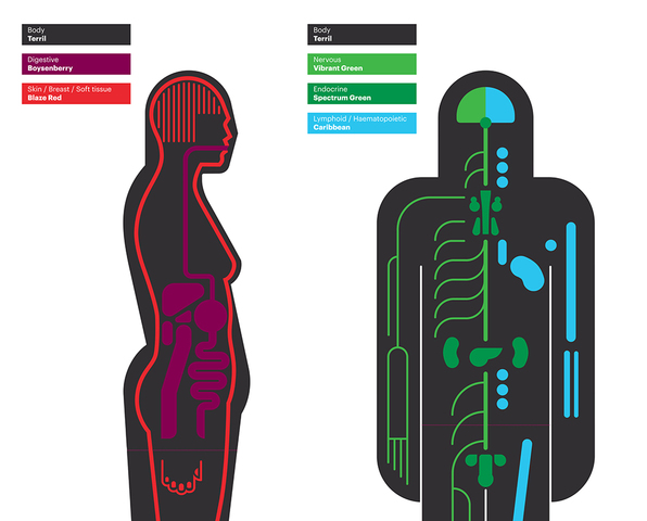 UCL Pathology Collection: schematic interpretation panels